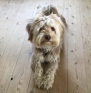 Dog, felix, however, pets, one animal, hardwood floor, indoors, domestic animals, domestic, canine, mammal, animal themes, animal, wood, flooring, portrait, wood - material, high angle view, looking at camera, vertebrate, no people, animal hair, small, shih tzu, 1080P, CC0, public domain, royalty free