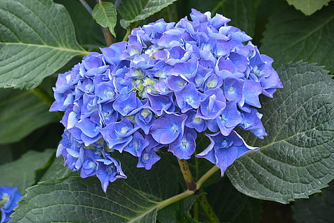 hortensia, blomst, violet, blå, natur, flora, kronblade, blomstring, botanik, have, blomstrende plante, plante, sårbarhed, skrøbelighed, plante del, blad, lilla, kronblad, friskhed, tæt på, skønhed i naturen, vækst, blomsterstand, blomsterhoved, fokus på forgrunden, dag, udendørs, flok blomster, 5K, CC0, offentligt domæne, royaltyfrie