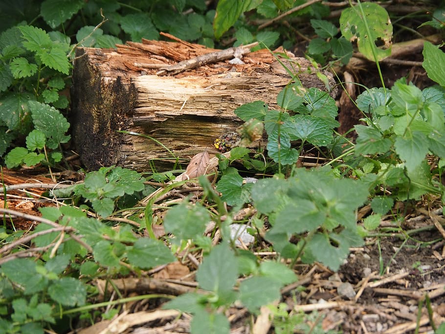 fusta, monstre de l'arbre, registre, estructura, naturalesa, bosc, segat, bolets, tardor, humor de tardor, trencat, mort, silvicultura, arbre mort, arbre caigut, escultura, resistent, paisatge, fong de l'arbre, acabat de tallar, verd, planta morta, escorça, xips, arbres, fons, llenya, M'agrada, interfície, treballar, planta, part de la planta, full, material de fusta, terra, color verd, arbre, creixement, dia, desforestació, a l'aire lliure, cap gent, camp, pila, indústria de la fusta, 4K