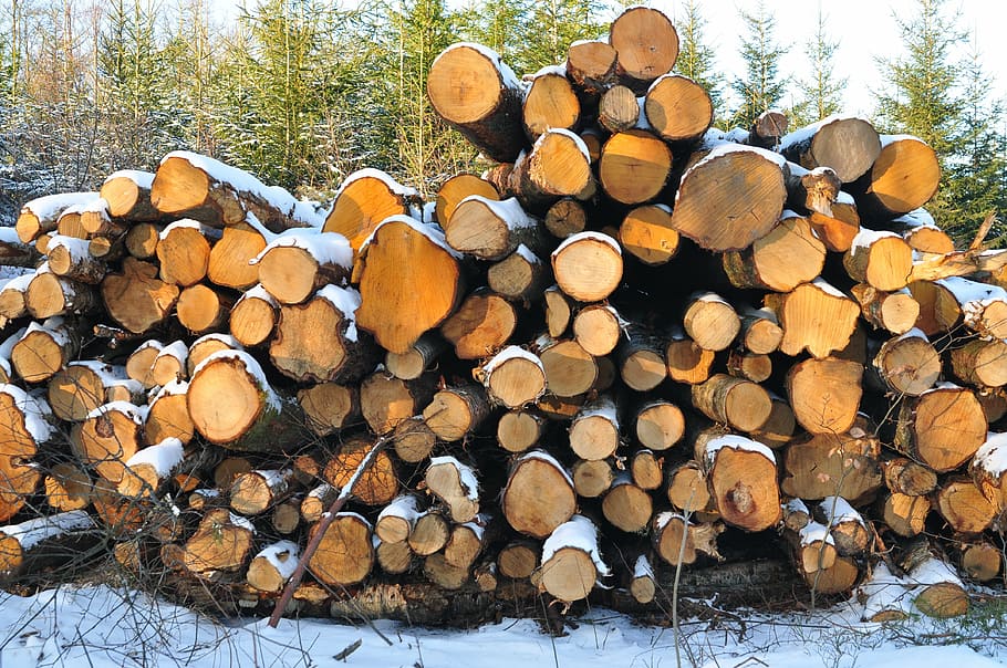 legna, albero, emorroidi, inverno, pila, industria del legname, legname, ceppo, legna da ardere, foresta, la deforestazione, grande gruppo di oggetti, legno - materiale, mucchio, catasta di legna, abbondanza, natura, combustibile e produzione di energia, terra, problemi ambientali, combustibile fossile, nessuno, all'aperto, bosco, 4K
