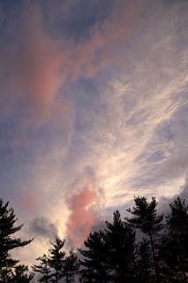 clouds, sky, trees, nature, tree, sunset, cloud - Sky, outdoors, forest, landscape, scenics, beauty in nature, scenics - nature, plant, tranquility, tranquil scene, low angle view, no people, silhouette, idyllic, non-urban scene, growth, dramatic sky, treetop, coniferous tree, 5K, CC0, public domain, royalty free