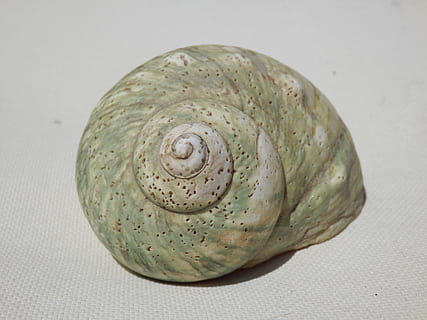 beige, grøn, Brun, konkylie, hvid, overflade, muslingeskal, havskal, gammel, skal, gamle shell, snegl shell, natur, spiralformet, studio skud, mad og drikke, ingen mennesker, tæt på, hvid baggrund, mad, friskhed, sund kost, velvære, stilleben, indendørs, enkelt objekt, grøntsag, rå fødevarer, grøn farve, mønster, skåret ud, frugt, fokus på forgrunden, 4K, CC0, offentligt domæne, royaltyfrie