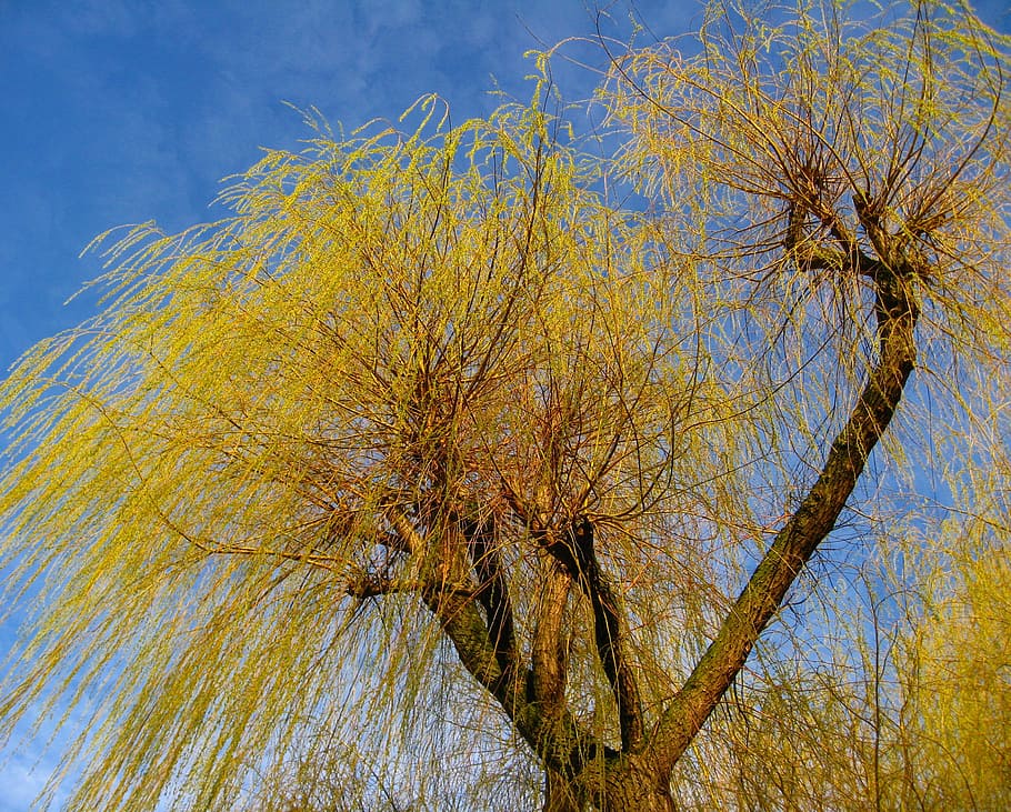 arbre, branques, salze, pastures, naturalesa, tribu, corona, cel, planta, tardor, branca, cap gent, vista d’angle baix, dia, bellesa a la natura, creixement, canvi, a l'aire lliure, tranquil·litat, arbre nu, groc, tronc de l'arbre, part de la planta, tronc, full, caure, 2K