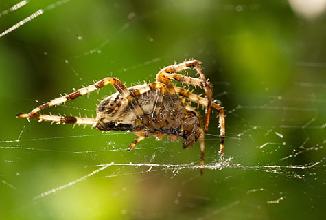 edderkop, netværk, baglygte, spindelvæv, natur, anstrengte netværk, tæt, arachnid, hvirvelløse, insekt, dyr, dyreliv, dyr i naturen, dyre temaer, et dyr, edderkoppespind, tæt på, leddyr, skrøbelighed, fokus på forgrunden, dag, selektiv fokusering, ingen mennesker, sårbarhed, zoologi, udendørs, dyr ben, 2K, CC0, offentligt domæne, royaltyfrie