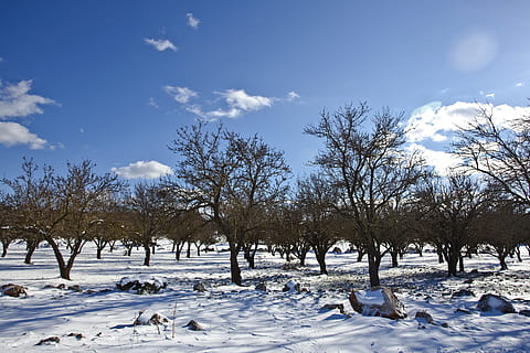 spoglio, alberi, terreno innevato, blu, nuvoloso, cielo, rami, nuvole, freddo, luce del giorno, ambiente, autunno, sibilo, brina, gelido, tempo gelido, congelato, ghiaccio, ghiacciato, paesaggio, natura, all'aperto, parco, rocce, scenario, panoramico, stagione, la neve, nevoso, viaggio, tempo metereologico, bianca, inverno, paesaggio invernale, legna, temperatura fredda, albero, nuvola - cielo, pianta, scenics - natura, la tranquillità, bellezza nella natura, Colore bianco, nessuno, scena tranquilla, giorno, scena non urbana, 5K, CC0, dominio pubblico, privo di copyright