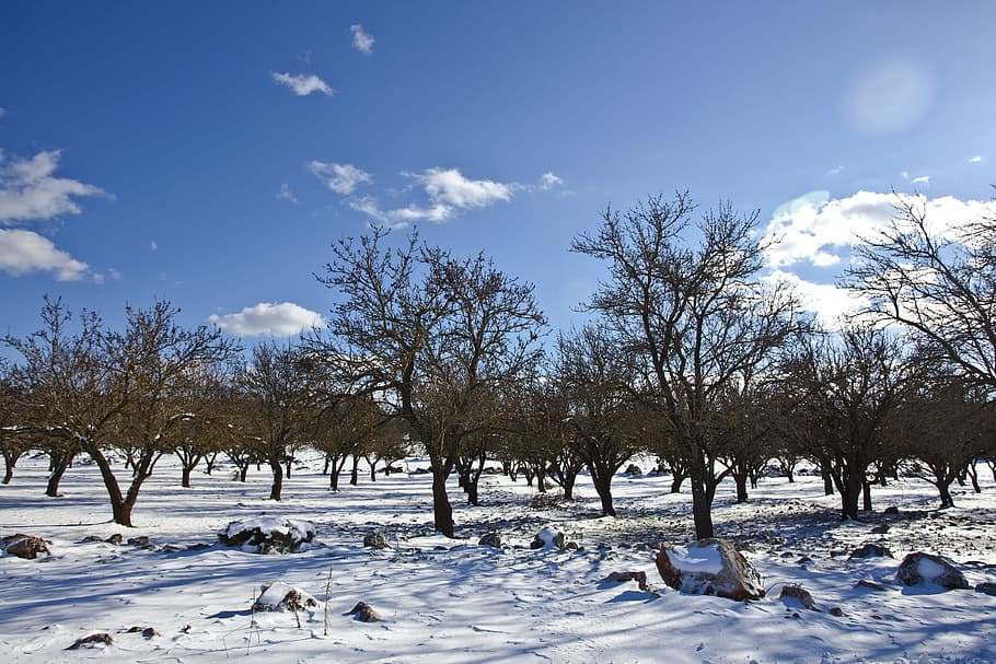 nua, arbres, terreny de neu, blau, ennuvolat, cel, branques, núvols, fred, la llum del dia, medi ambient, caure, zing, gelades, gelada, temps gelat, congelat, gel, paisatge, naturalesa, a l'aire lliure, parc, roques, escènic, temporada, neu, nevat, viatjar, temps, blanc, hivern, paisatge d'hivern, fusta, temperatura de fred, arbre, núvol - cel, planta, escenics - natura, tranquil·litat, bellesa a la natura, Color blanc, cap gent, escena tranquil·la, dia, escena no urbana, 5K