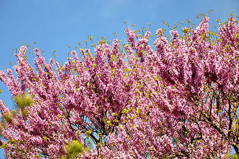 judas träd, vår, blomma, växt, blommande växt, rosa färg, friskhet, springtime, skönhet i naturen, tillväxt, natur, träd, bräcklighet, himmel, inget folk, lila, sårbarhet, utomhus, blomställning, dag, körsbärsblom, blomhuvud, körsbärsträd, 4K, CC0, offentligt domän, royaltyfria
