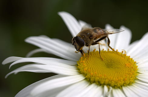 bi, daisy, pollen, arbejde, Insecta, natur, blomst, hvid, insekt, et dyr, plante, hvid farve, dyre temaer, dyr, blomstrende plante, hvirvelløse, dyreliv, kronblad, skrøbelighed, tæt på, blomsterhoved, skønhed i naturen, dyr i naturen, sårbarhed, friskhed, vækst, blomsterstand, ingen mennesker, bestøvning, dyrefløj, udendørs, 2K, CC0, offentligt domæne, royaltyfrie