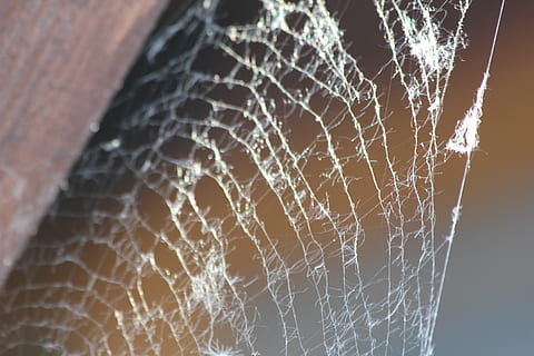 web, netværk, edderkop, skrøbelighed, edderkoppespind, sårbarhed, tæt på, ingen mennesker, fokus på forgrunden, natur, mønster, kompleksitet, naturligt mønster, dag, udendørs, skønhed i naturen, forviklinger, vand, plante, selektiv fokusering, våd, lav vinkel visning, 5K, CC0, offentligt domæne, royaltyfrie