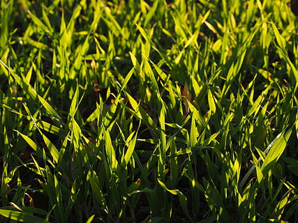 seme, campo, arabile, erba, verde, cereali, agricoltura, coltivazione, pianta, piantare, colore verde, crescita, bellezza nella natura, fotogramma intero, terra, natura, nessuno, sfondi, la tranquillità, parte vegetale, giorno, avvicinamento, foglia, all'aperto, luce del sole, vista dall'alto, concentrarsi sulle conoscenze acquisite, piantagione, 4K, CC0, dominio pubblico, privo di copyright