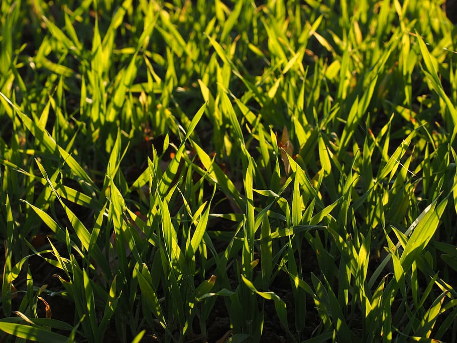 seme, campo, arabile, erba, verde, cereali, agricoltura, coltivazione, pianta, piantare, colore verde, crescita, bellezza nella natura, fotogramma intero, terra, natura, nessuno, sfondi, la tranquillità, parte vegetale, giorno, avvicinamento, foglia, all'aperto, luce del sole, vista dall'alto, concentrarsi sulle conoscenze acquisite, piantagione, 4K