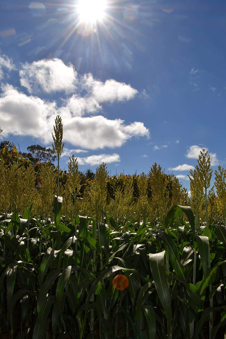 majs, sol, himmel, blomst, høst, afgrøde, skyer, landskaber, plante, vækst, sollys, skønhed i naturen, sky - himmel, natur, Mark, jord, ro, landskab, ingen mennesker, rolig scene, blomstrende plante, linseflare, dag, solrig, scenics - natur, udendørs, lyse, 4K