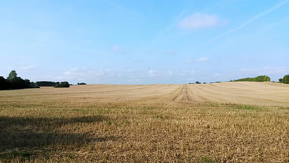 campo di mais, campo, Nyborg, agricoltura, natura, scena rurale, azienda agricola, estate, raccolto, all'aperto, terra, cielo, paesaggio, ambiente, pianta di cereali, pianta, nessuno, bellezza nella natura, nuvola - cielo, la tranquillità, scena tranquilla, giorno, scenics - natura, crescita, orizzonte, 2K, CC0, dominio pubblico, privo di copyright