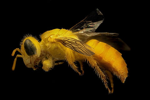 abeille, macro, monté, fermer, jaune, ailes, insecte, poilu, segments de dosage, la nature, faune, petit, un animal, thèmes animaux, la faune des animaux, animaux à l'état sauvage, animal, prise de vue en studio, fond noir, à l'intérieur, personne, coupé, mer, invertébré, zoologie, vertébré, la vie marine, fleur, Marin, 2K, CC0, domaine public, libre de droits