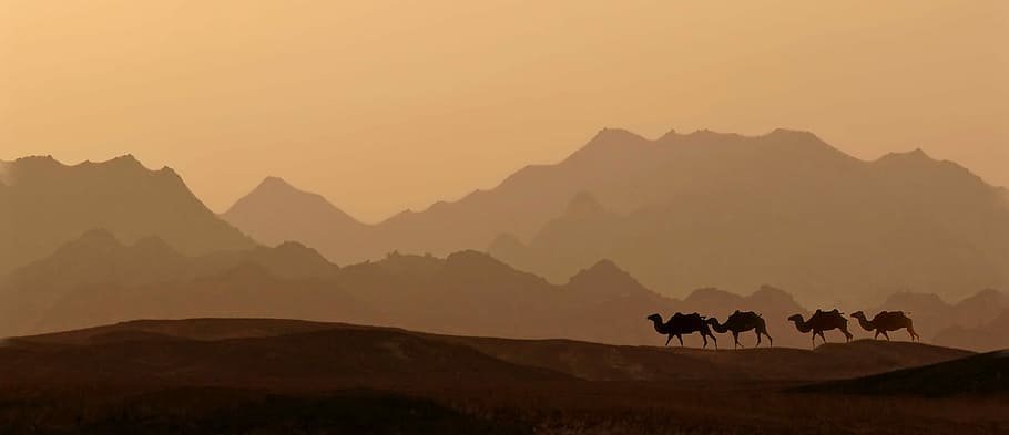 cammelli durante il tramonto, alba, deserto, tramonto, panoramico, montagna, paesaggio, animale, mammifero, fauna selvatica, temi animali, terra, animali domestici, cielo, gruppo di animali, natura, scenics - natura, silhouette, catena montuosa, animali allo stato selvatico, bellezza nella natura, ambiente, cammello, movimento, all'aperto, 5K