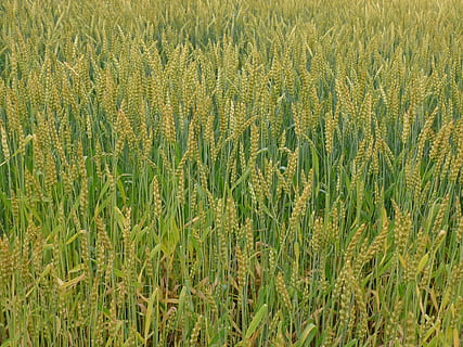 hvede, mere også, hvedemarker, landbrug, natur, gård, vækst, landlige scene, ris paddy, Mark, plante, afgrøde, mad, gul, udendørs, Asien, skønhed i naturen, jord, grøn farve, ro, landskab, ingen mennesker, baggrunde, dag, korn plante, fuld ramme, scenics - natur, miljø, 2K, CC0, offentligt domæne, royaltyfrie
