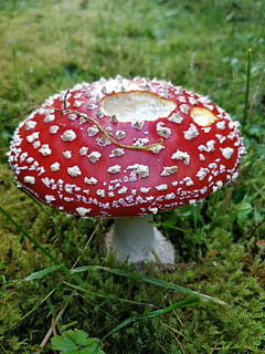 esponja, vermell, agarica de mosca, bolets, fong, bolet agàric de mosca, creixement, planta, toadstool, terra, primer pla, menjar, camp, herba, vegetals, dia, naturalesa, cap gent, tacat, bellesa a la natura, centrar-se en primer pla, bolets comestibles, verinós, a l'aire lliure, 4K, CC0, domini públic, lliure de regalies
