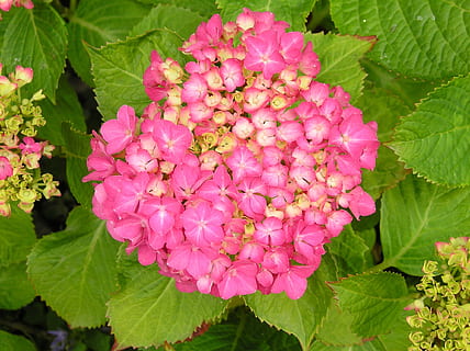 blomst, hortensia, ark, natur, flor, haveplante, lyserød, have, Busk, Rose, blomster, blomstrende plante, plante, lyserød farve, skrøbelighed, skønhed i naturen, sårbarhed, plante del, friskhed, blad, kronblad, vækst, blomsterstand, tæt på, blomsterhoved, grøn farve, dag, ingen mennesker, udendørs, forår, lantana, flok blomster, lilla, 1080P, CC0, offentligt domæne, royaltyfrie