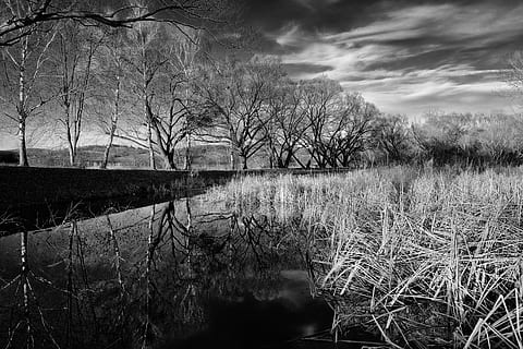 natură, lac, suprafaţă, reflecţie, păpuriș, nori, marginea iazului, apă, copac, plantă, cer, nor - cer, nici o persoana, liniște, arbore gol, scenice - natura, o scenă liniștită, frumusețe în natură, zi, scenă non-urbană, iarbă, mediu inconjurator, în aer liber, mlaştină, 5K, CC0, domeniu public, fără drepturi de autor