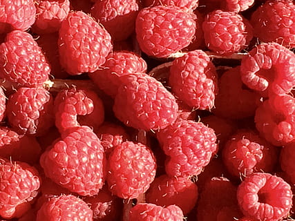 gerds, fruita, baies, dolç, vermell, tancar, naturalesa, deliciós, vitamines, menjar, baia, pastís, rubus idaeus, saludable, eco, sol, gran, rosa, raïm, aliments crus, recepta, madur, frisch, nutrició, mercat, jardí, vegetarià, batut, beure, estiu, símbol, fruites de baies, frescor, primer pla, alimentació saludable, menjar i beguda, menjar dolç, orgànic, macro, maduixa, marc complet, fons, benestar, cap gent, abundància, gran grup d'objectes, natura morta, sucós, 2K, CC0, domini públic, lliure de regalies