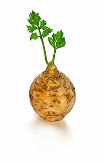 simplistic celeriac, Simplistic, celeriac, minimalistic, root vegetable, vegetable, nature, food, root, freshness, isolated, organic, plant, leaf, single Object, close-up, white Background, white, cut out, food and drink, healthy eating, studio shot, indoors, copy space, still life, no people, wellbeing, green color, raw food, 1080P, CC0, public domain, royalty free