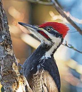 nero, bianca, picchio, Marrone, barra degli alberi, blu, rosso, giorno, uccello, albero, abbaiare, piume, animale, vertebrato, temi animali, fauna selvatica, animali allo stato selvatico, concentrarsi sulle conoscenze acquisite, un animale, avvicinamento, nessuno, natura, becco, appollaiati, analizzare, cercare, guardare, guardando lontano, ramo, all'aperto, testa di animale, occhio animale, 2K, CC0, dominio pubblico, privo di copyright