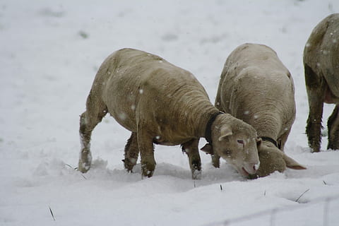avių, žiemą, sniegas, šalta temperatūra, gyvūnų gyvūnija, gyvūnas, gyvūnams, gyvūnų temos, žinduolių, gyvūnų grupė, stuburiniai, pobūdį, nėra žmonių, lauke, Naminiai gyvūnai, žemės, gyvulius, dieną, augintiniai, žolėdžius, gyvūnų šeima, 4K, CC0, Viešasis domenas, nemokamai
