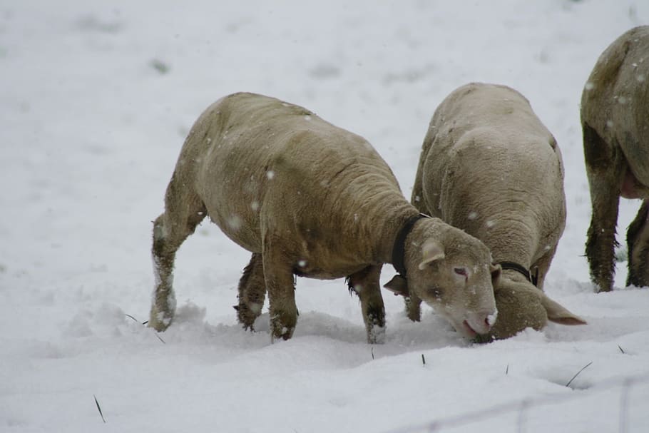 avių, žiemą, sniegas, šalta temperatūra, gyvūnų gyvūnija, gyvūnas, gyvūnams, gyvūnų temos, žinduolių, gyvūnų grupė, stuburiniai, pobūdį, nėra žmonių, lauke, Naminiai gyvūnai, žemės, gyvulius, dieną, augintiniai, žolėdžius, gyvūnų šeima, 4K
