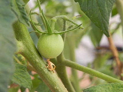tomaat, jong, schieten, kers-, groene kleur, fabriek, groei, blad, deel van de plant, detailopname, voedsel, focus op de voorgrond, eten en drinken, natuur, fruit, geen mensen, schoonheid in de natuur, dag, versheid, gezond eten, boom, buitenshuis, dierlijke thema's, landbouw, 2K, CC0, publiek domein, royaltyvrij