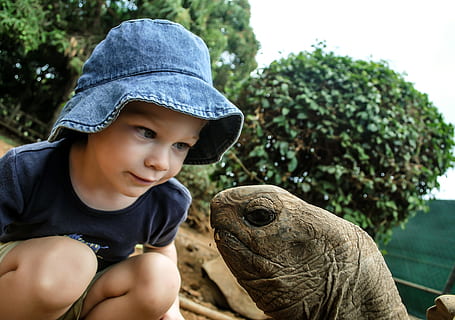 foto, menina, olhando, cabeça de tartaruga, Garoto, tartaruga, assistindo, gigante, cabeça, lindo, fofa, animal, criança, Paz, natureza, explorando, Aprendendo, amor, infância, machos, Rapazes, homens, uma pessoa, focar em primeiro plano, animais selvagens, um animal, dia, inocência, pessoas reais, atividade de lazer, vertebrado, roupa casual, ao ar livre, 2K, CC0, domínio público, royalty free