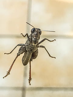 grillo, cricket, insetto, giardino, insecto, erba, animale, natura, macro, avvicinamento, invertebrato, artropodo, antenna animale, Marrone, un animale, fauna selvatica, ragno, temi animali, animali allo stato selvatico, aracnide, parte del corpo animale, zoologia, nessuno, caratteristica della parete, concentrarsi sulle conoscenze acquisite, giorno, in casa, gamba animale, messa a fuoco selettiva, occhio animale, 4K, CC0, dominio pubblico, privo di copyright