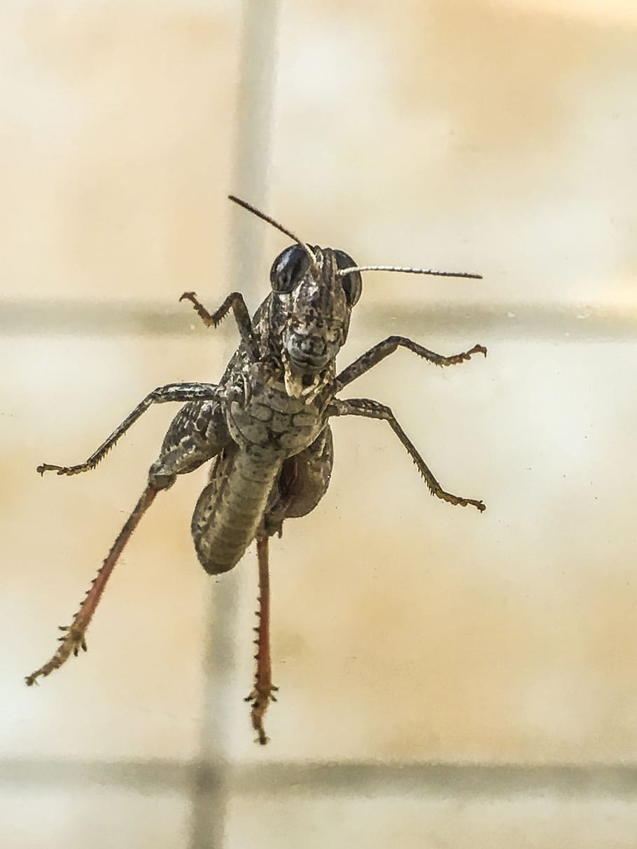 grillo, cricket, insetto, giardino, insecto, erba, animale, natura, macro, avvicinamento, invertebrato, artropodo, antenna animale, Marrone, un animale, fauna selvatica, ragno, temi animali, animali allo stato selvatico, aracnide, parte del corpo animale, zoologia, nessuno, caratteristica della parete, concentrarsi sulle conoscenze acquisite, giorno, in casa, gamba animale, messa a fuoco selettiva, occhio animale, 4K