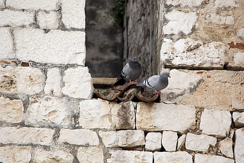 trogir, zidin, golub, zvířata ve volné přírodě, pták, zvířat, zvíře, obratlovců, nástěnný prvek, zeď, nikdo, holub, jednoho zvířete, den, kamenná zeď, architektura, stavba, pevný, venku, Příroda, prohlížení, plná délka, 5K, CC0, veřejná doména, bez autorských práv