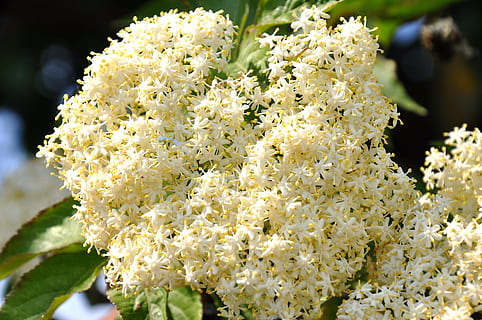 primavera, naturalesa, major, florir, planta, flor, bellesa a la natura, primer pla, Color blanc, planta amb flors, frescor, centrar-se en primer pla, menjar, cap gent, creixement, fragilitat, vulnerabilitat, vegetals, a l'aire lliure, dia, inflorescència, llum solar, menjar i beguda, cap de flor, 4K, CC0, domini públic, lliure de regalies