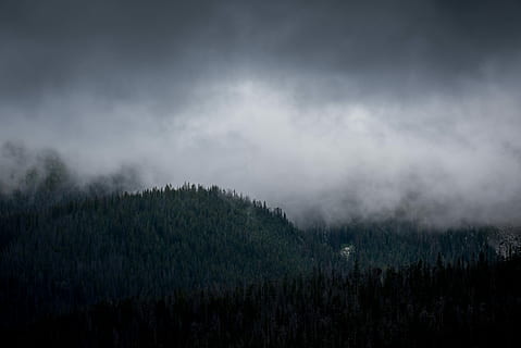 mountain under fog, forest trees, dark, sky, fog, cloud, forest, cloudy, smoke, storm, cumulu, silhouette, tree, mountain, darkness, areal, fore, night forest, plant, cloud - sky, scenics - nature, beauty in nature, environment, land, no people, nature, tranquility, non-urban scene, woodland, landscape, tranquil scene, outdoors, pine tree, pine woodland, ominous, 5K, CC0, public domain, royalty free