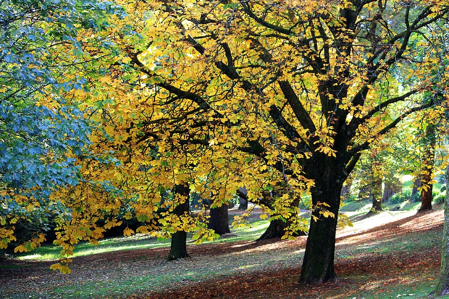 groc, verd, arbre de fulla, tardor, caure, naturalesa, full, temporada, arbre, parc, fullatge, bosc, color, octubre, natural, daurat, brillant, fulles, castanya, madura, botànic, colorit, vibrant, estacional, planta, llum, assolellat, medi ambient, a l'aire lliure, or, flora, negre, zones verdes, avingudes, creixement antic, jardí, paisatge, rural, bucòlic, país, camp, escena, terra, poble, vista, canvi, bellesa a la natura, creixement, dia, carretera, tranquil·litat, branca, cap gent, escena tranquil·la, transport, tronc de l'arbre, escenics - natura, tronc, col·lecció de tardor, treelined, 4K