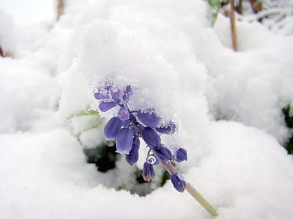 selettivo, fotografia a fuoco, viola, giacinti di uva, coperto, bianca, la neve, inverno, freddo, fiore, congelato, natura, freddo - temperatura, ghiaccio, brina, stagione, all'aperto, pianta, temperatura fredda, bellezza nella natura, Colore bianco, pianta fiorita, avvicinamento, giorno, nessuno, vulnerabilità, fragilità, messa a fuoco selettiva, freschezza, albero, testa di fiore, morbidezza, nevicando, 2K, CC0, dominio pubblico, privo di copyright