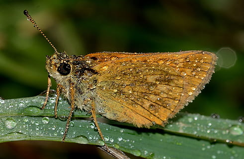 papallones, ochlodes, sylvanus, macro, naturalesa, insecte, ali, gotes, tija, papallona - insecte, animal, ala dels animals, vida salvatge, primer pla, temes d'animals, un animal, fauna animal, animals a la natura, invertebrat, part de la planta, full, planta, bellesa a la natura, part del cos dels animals, dia, primer pla extrem, cap gent, a l'aire lliure, ull d’animals, papallona, rosada, 2K, CC0, domini públic, lliure de regalies