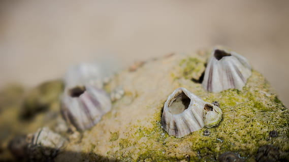 stein, shell, natur, hav, Strand, sommer, reise, kyst, shore, ferie, tropisk, naturlig, hvit, tekstur, mønster, østers, grønn, bein, nærbilde, ingen folk, selektiv fokusering, fokusere på forgrunnen, dag, utendørs, anlegg, dyr kroppsdel, historie, dyreliv, mat og Drikke, 5K