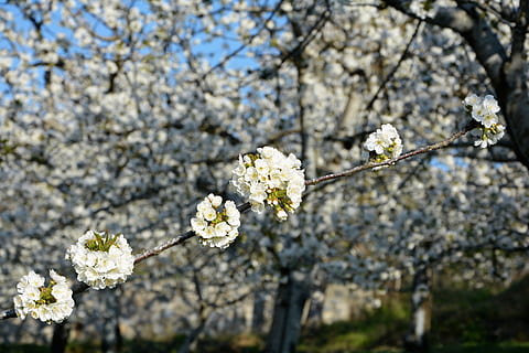 ciliegia, fiore, rametto, primavera, natura, fiori di primavera, giardino, macro, vicino, pianta, tacchino, macro chichewa, germoglio, colpi di dettaglio, sfondo, bellissimo, chichewa primavera, bianca, cielo, incidentalmente primavera, fiori bianchi, ramo di ciliegio, pianta fiorita, fragilità, bellezza nella natura, fiorire, vulnerabilità, crescita, freschezza, Colore bianco, albero, ramo, concentrarsi sulle conoscenze acquisite, ramoscello, avvicinamento, giorno, fiore di ciliegio, nessuno, testa di fiore, all'aperto, ciliegio, polline, 5K, CC0, dominio pubblico, privo di copyright