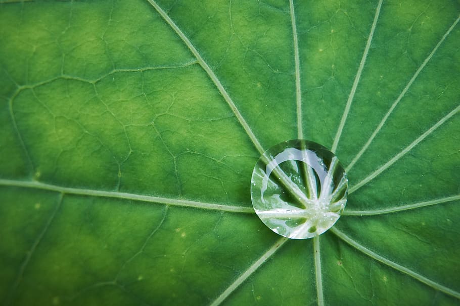 macro, full, nasturtium, tirar, rosada, part de la planta, color verd, planta, primer pla, cap gent, naturalesa, vena de la fulla, bellesa a la natura, dia, aigua, creixement, frescor, marc complet, vista d’angle alt, a l'aire lliure, directament a sobre, fragilitat, 2K