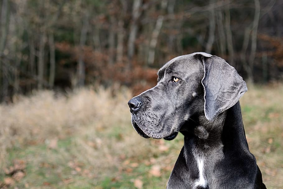 adult, negre, genial, dane, selectiu, foto del focus, gran danès, retrat, cap, un animal, caní, gos, nacional, mascotes, animals domèstics, temes d'animals, mamífer, mirant cap a fora, animal, mirant, centrar-se en primer pla, cap gent, vertebrats, color negre, labrador retriever, dia, naturalesa, Labrador negre, a l'aire lliure, cap d’animals, gos de pura raça, weimaraner, vista del perfil, contemplació, 1080P