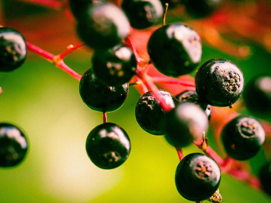 bobule, starší, černý bezinek, držák kartáč, ovoce, Černá, bezinky, vitamíny, jídlo, makro, kyselý, nezralých bobulí, Příroda, detail, biologie, nikdo, selektivní zaměření, jídlo a pití, Zdravé stravování, růst, zaměřit se na popředí, zelená barva, rostlina, svěžest, den, Červené, blahobyt, bobulové ovoce, venku, pozadí, 4K