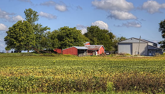 graner, rústic, graners, ohio, art digital, rural, escènic, país, camp, paisatge, cobert, coberts, granja, granges, agricultura, agrícola, Masia, campanar, comtat, americana, foto, fotografia, estructura, estructures, sturgell, William Sturgell, factura sturgell, històric, decoració de la llar, edificis, núvols, cel, arbre, arbres, ennuvolat, cels, males herbes, comtat del campanar, urbana, planta, estructura construïda, arquitectura, exterior de l'edifici, creixement, edifici, escena rural, casa, terra, cultiu, núvol - cel, naturalesa, barri residencial, color verd, cap gent, a l'aire lliure, 4K, CC0, domini públic, lliure de regalies