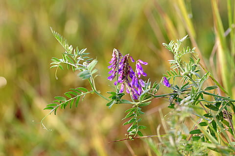 Blume, violett, winzig, Wiese, Herbst, Efeu, Gras, Grün, Pflanze, blühende Pflanze, Schönheit in der Natur, Wachstum, lila, Natur, Zerbrechlichkeit, Frische, Verletzlichkeit, Nahansicht, selektiver Fokus, grüne Farbe, Tag, keine Leute, Land, Fokus auf den Vordergrund, Pflanzenteil, Blatt, Feld, draußen, Lavendel, Frühling, Blütenkopf, Kraut, Blumenbeet, 5K, CC0, gemeinfrei, lizenzfrei
