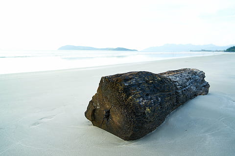 Brun, drift log, kyst, dagtimerne, træ, se, ocean, landskab, sommer, vand, natur, tropisk, himmel, strand, ø, vandret, struktur, udendørs, tømmer, hav, ingen mennesker, dag, skønhed i naturen, dyre temaer, jord, ro, scenics - natur, klippe, rolig scene, rock-objekt, solid, sand, idyllisk, horisont over vand, horisont, 8K, CC0, offentligt domæne, royaltyfrie