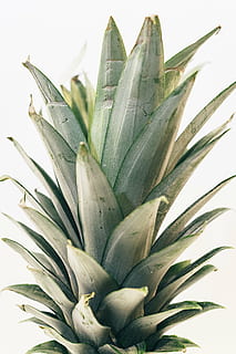 close-up photography, white, pineapple crown, pineapple, dessert, appetizer, fruit, juice, crop, leaf, growth, plant, close-up, beauty in nature, white background, plant part, nature, no people, green color, freshness, studio shot, succulent plant, flower, indoors, flowering plant, food and drink, aloe, 5K, CC0, public domain, royalty free