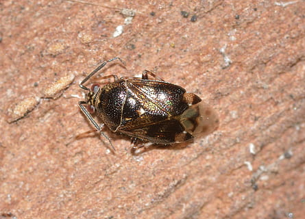 insekter, sanne feil, bug, insekt, dyr, natur, dyreliv, makro, nærbilde, dyre temaer, ett dyr, virvelløse, dyr i naturen, dag, ingen folk, zoologi, veggbyggingsfunksjon, utendørs, dyr kroppsdel, selektiv fokusering, leddyr, vegg, fast, høy vinkel visning, dyr øye, 1080P, CC0, offentlig domene, opphavsrett gratis