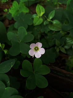 bloem, klein, kleine dingen, wit, groen, witte bloemen, witte bloem, fabriek, bloeiende plant, schoonheid in de natuur, versheid, groei, bloeiwijze, bloemblad, bloemhoofd, breekbaarheid, deel van de plant, kwetsbaarheid, blad, groene kleur, detailopname, natuur, dag, geen mensen, witte kleur, buitenshuis, Purper, 2K, CC0, publiek domein, royaltyvrij