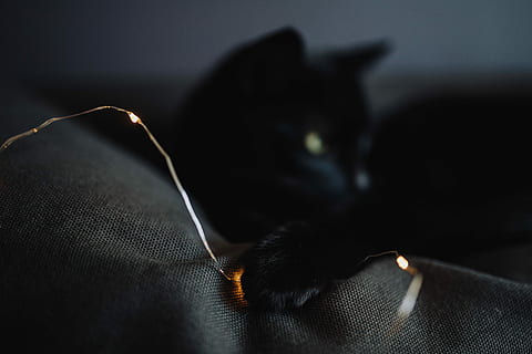 black, cat, fairy, lights, Black cat, fairy lights, pet, animal, domestic Cat, pets, close-up, one animal, indoors, animal themes, no people, domestic animals, textile, domestic, black color, mammal, selective focus, material, wool, feline, art and craft, animal body part, jeans, 5K, CC0, public domain, royalty free